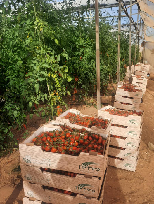 סיוע לחקלאי העוטף