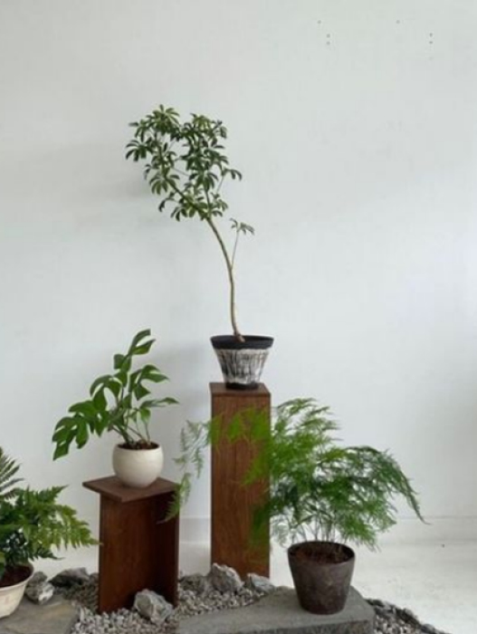 ערוגות בארי